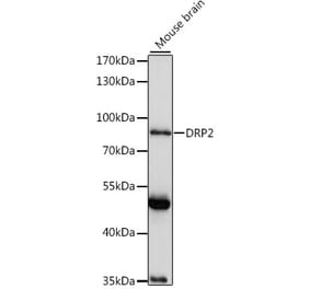 Western Blot - Anti-DRP2 Antibody (A91380) - Antibodies.com