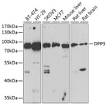 Western Blot - Anti-DPP3 Antibody (A91381) - Antibodies.com