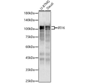 Western Blot - Anti-IFI16 Antibody (A91382) - Antibodies.com