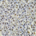 Immunohistochemistry - Anti-IFI16 Antibody (A91382) - Antibodies.com