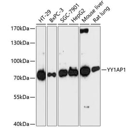 Western Blot - Anti-YY1AP1 Antibody (A91383) - Antibodies.com