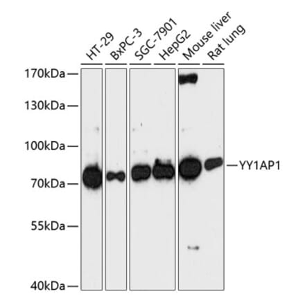 Western Blot - Anti-YY1AP1 Antibody (A91383) - Antibodies.com