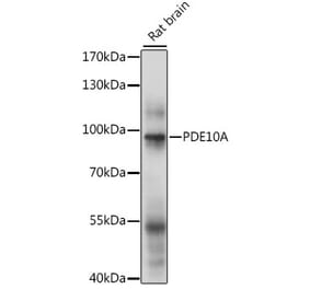 Western Blot - Anti-PDE10A Antibody (A91384) - Antibodies.com