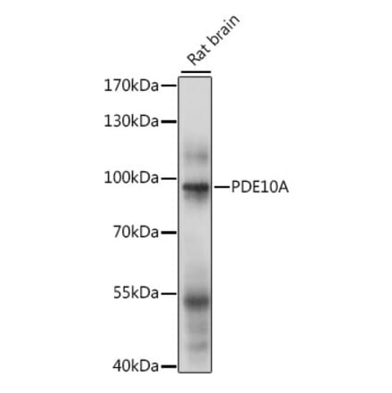 Western Blot - Anti-PDE10A Antibody (A91384) - Antibodies.com