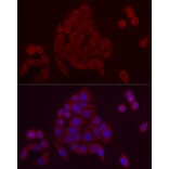 Immunofluorescence - Anti-PDE10A Antibody (A91384) - Antibodies.com