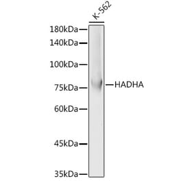 Western Blot - Anti-HADHA Antibody (A91386) - Antibodies.com