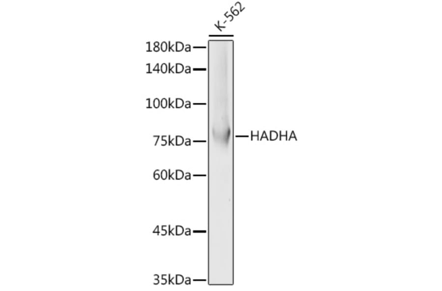 Western Blot - Anti-HADHA Antibody (A91386) - Antibodies.com