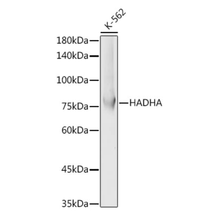 Western Blot - Anti-HADHA Antibody (A91386) - Antibodies.com