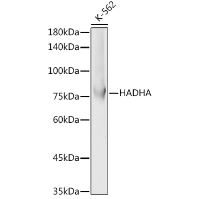 Western Blot - Anti-HADHA Antibody (A91386) - Antibodies.com