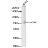 Western Blot - Anti-HADHA Antibody (A91386) - Antibodies.com