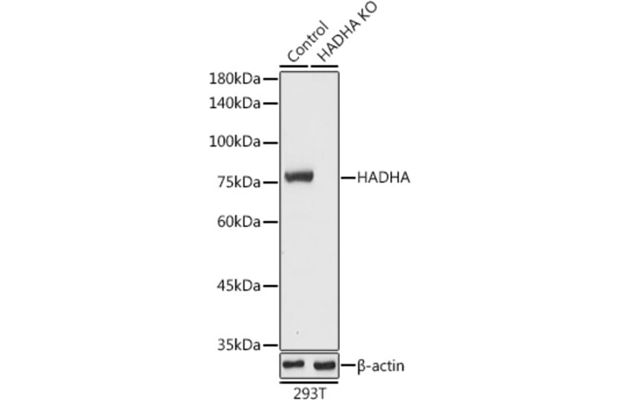 Western Blot - Anti-HADHA Antibody (A91386) - Antibodies.com