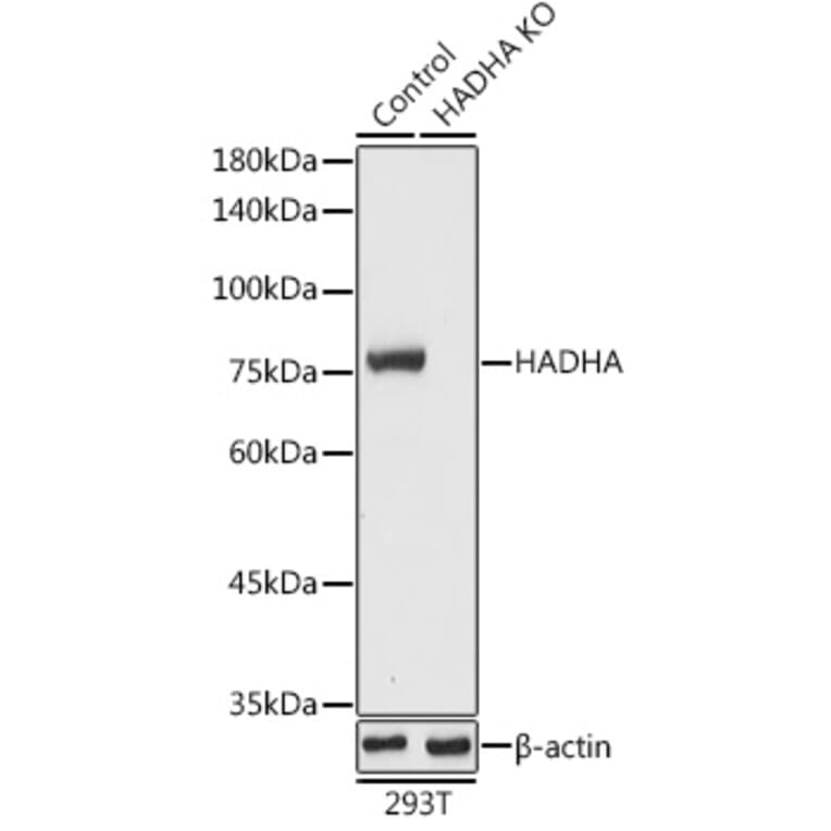 Western Blot - Anti-HADHA Antibody (A91386) - Antibodies.com