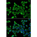 Immunofluorescence - Anti-HADHA Antibody (A91386) - Antibodies.com