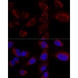 Immunofluorescence - Anti-HADHA Antibody (A91386) - Antibodies.com