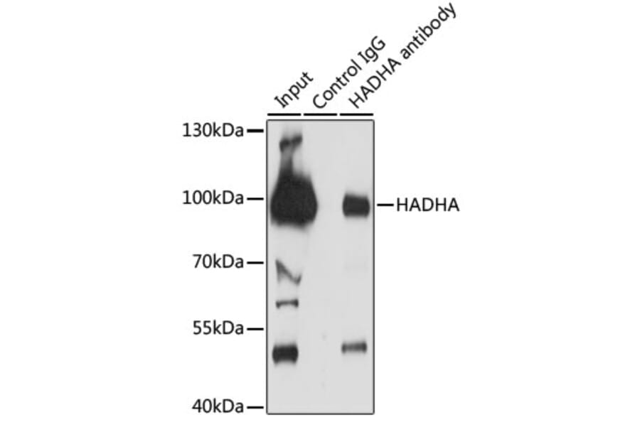 Western Blot - Anti-HADHA Antibody (A91386) - Antibodies.com