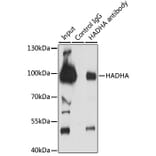 Western Blot - Anti-HADHA Antibody (A91386) - Antibodies.com