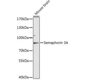Western Blot - Anti-Semaphorin 3A Antibody (A91389) - Antibodies.com