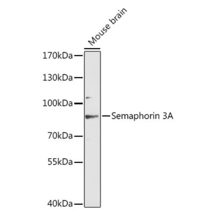 Western Blot - Anti-Semaphorin 3A Antibody (A91389) - Antibodies.com