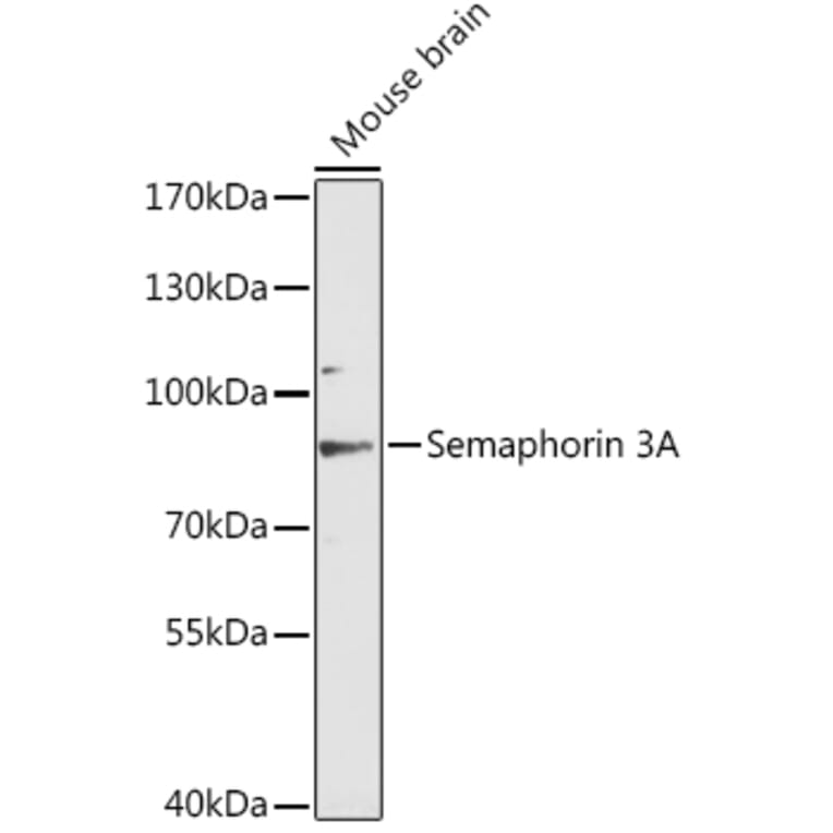 Western Blot - Anti-Semaphorin 3A Antibody (A91389) - Antibodies.com