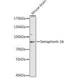 Western Blot - Anti-Semaphorin 3A Antibody (A91389) - Antibodies.com