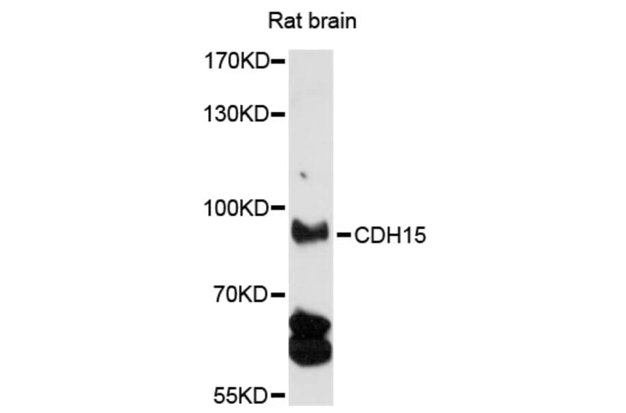 Western Blot - Anti-CDH15 Antibody (A13794) - Antibodies.com
