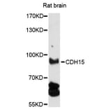 Western Blot - Anti-CDH15 Antibody (A13794) - Antibodies.com