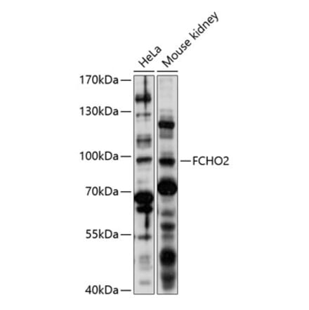 Western Blot - Anti-FCHO2 Antibody (A91391) - Antibodies.com