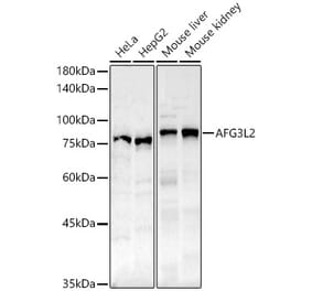 Western Blot - Anti-AFG3L2 Antibody (A91394) - Antibodies.com