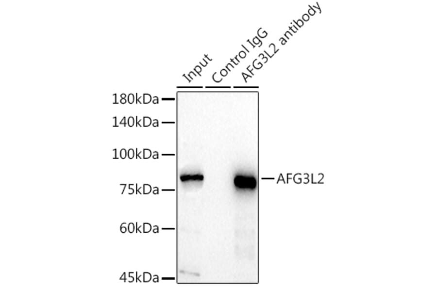 Western Blot - Anti-AFG3L2 Antibody (A91394) - Antibodies.com