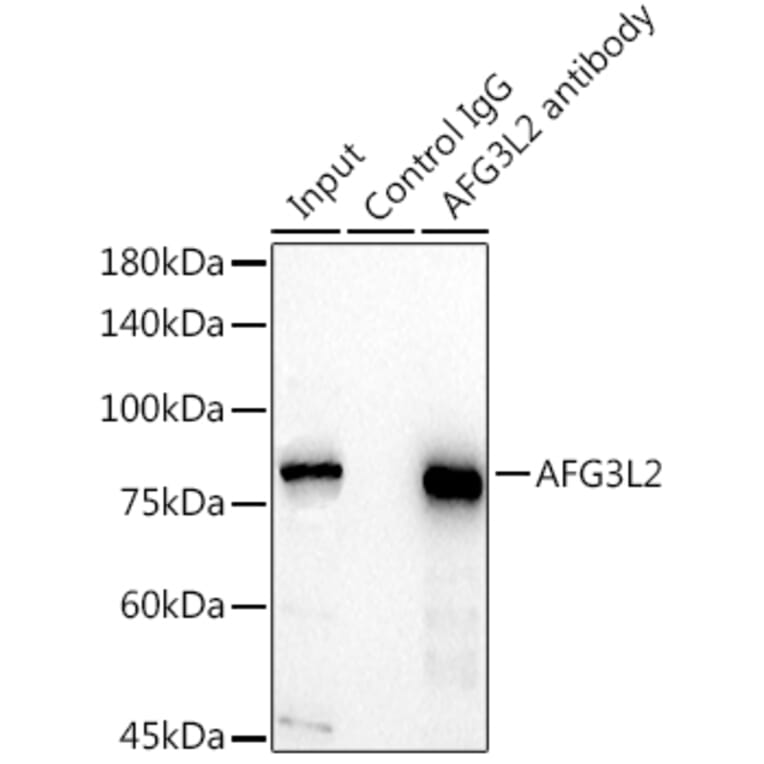 Western Blot - Anti-AFG3L2 Antibody (A91394) - Antibodies.com