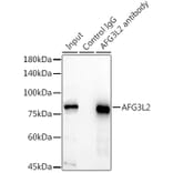 Western Blot - Anti-AFG3L2 Antibody (A91394) - Antibodies.com