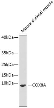 Western blot analysis of extracts of mouse skeletal muscle, using Anti-COX8A Antibody (A3290).