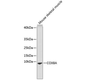 Western Blot - Anti-COX8A Antibody (A91396) - Antibodies.com