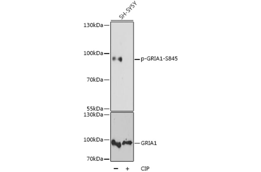 Western Blot - Anti-GRIA1 (phospho S845) Antibody (AP0825) - Antibodies.com