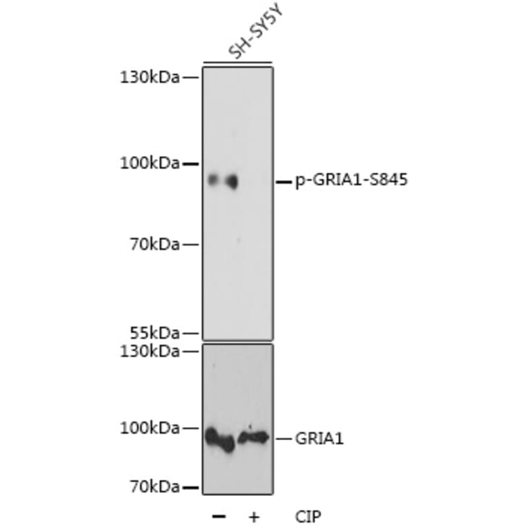 Western Blot - Anti-GRIA1 (phospho S845) Antibody (AP0825) - Antibodies.com