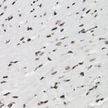 Immunohistochemistry - Anti-STAT5 (phospho Tyr694) Antibody (A91399) - Antibodies.com