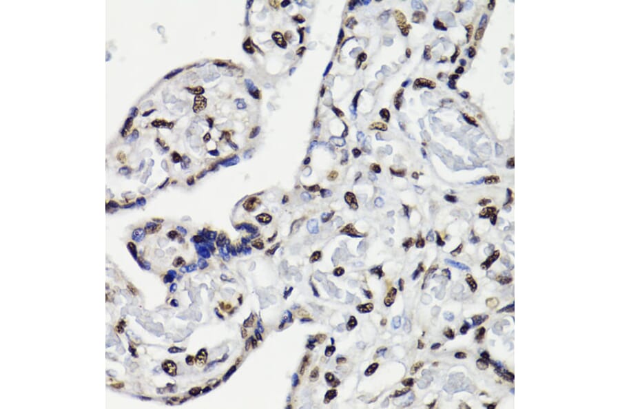 Immunohistochemistry - Anti-STAT5 (phospho Tyr694) Antibody (A91399) - Antibodies.com