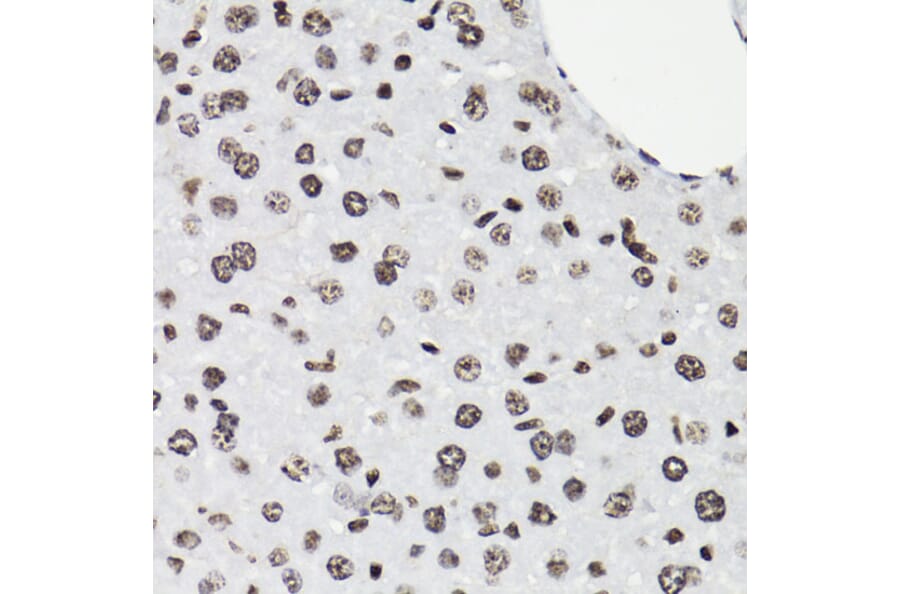 Immunohistochemistry - Anti-STAT5 (phospho Tyr694) Antibody (A91399) - Antibodies.com