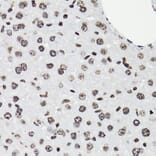 Immunohistochemistry - Anti-STAT5 (phospho Tyr694) Antibody (A91399) - Antibodies.com