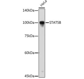 Western Blot - Anti-STAT5 Antibody (A91400) - Antibodies.com
