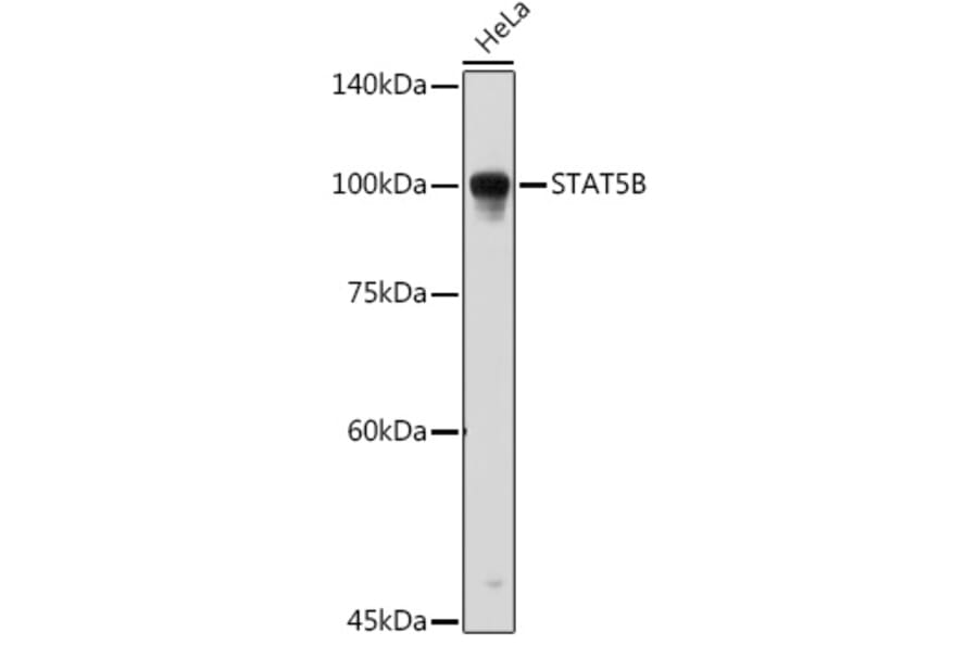 Western Blot - Anti-STAT5 Antibody (A91400) - Antibodies.com