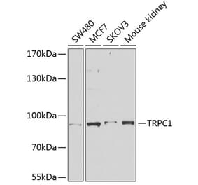 Western Blot - Anti-TRPC1 Antibody (A91402) - Antibodies.com