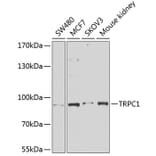 Western Blot - Anti-TRPC1 Antibody (A91402) - Antibodies.com