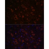 Immunofluorescence - Anti-Dopamine Transporter Antibody (A91403) - Antibodies.com