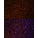 Immunofluorescence - Anti-Dopamine Transporter Antibody (A91403) - Antibodies.com