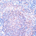 Immunohistochemistry - Anti-RSK1 p90 Antibody (A91404) - Antibodies.com