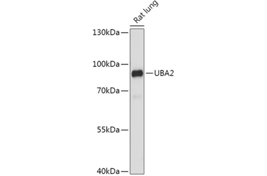 Western Blot - Anti-SAE2/UBA2 Antibody (A91405) - Antibodies.com