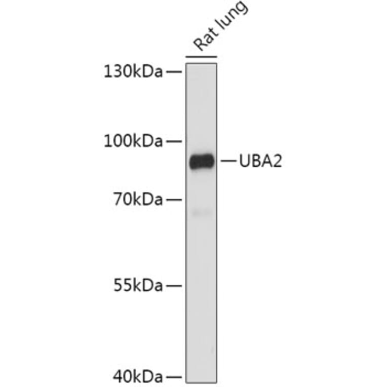 Western Blot - Anti-SAE2/UBA2 Antibody (A91405) - Antibodies.com