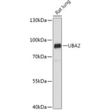 Western Blot - Anti-SAE2/UBA2 Antibody (A91405) - Antibodies.com
