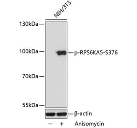 Western Blot - Anti-MSK1 (phospho Ser376) Antibody (A91406) - Antibodies.com